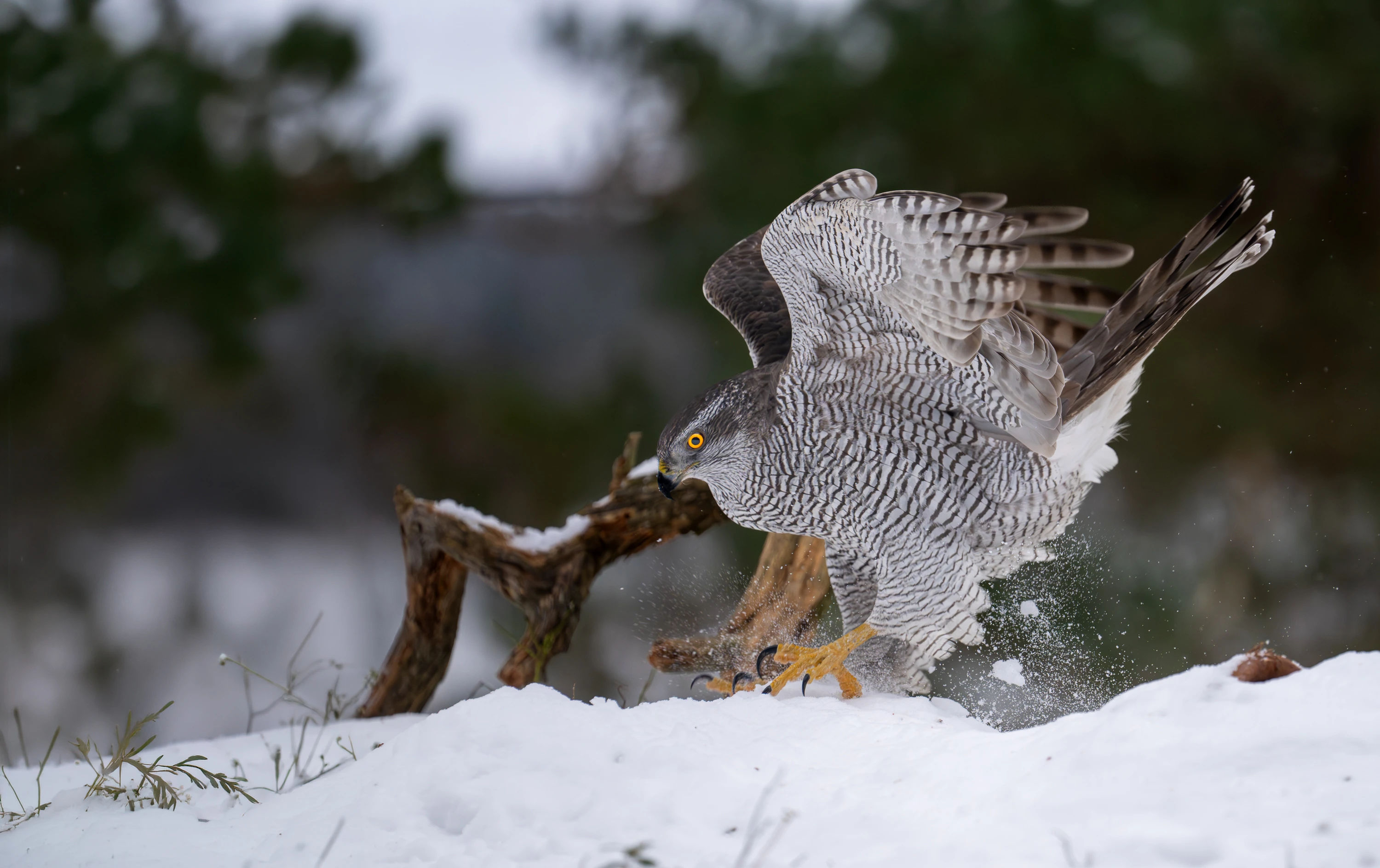 Wildlife Gallery gallery image 12